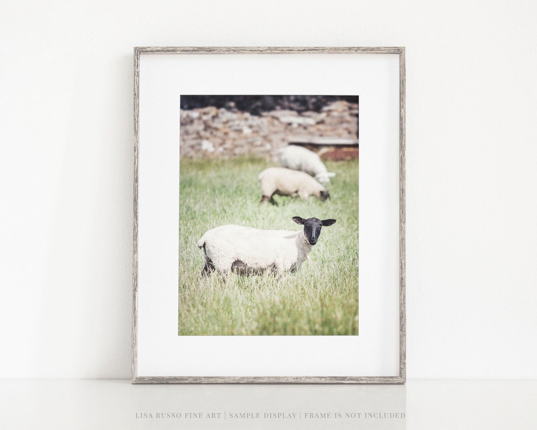Ireland Sheep Nursery Wall Art Farmhouse Sheep Photo Print or Canvas