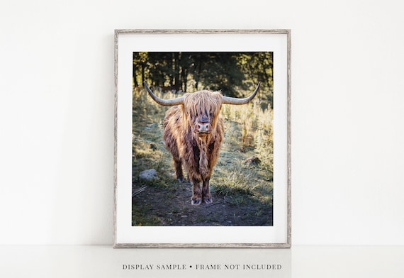 Highland Cow Highland Bull Scotland Cow Wall Art Canvas Farmhouse Hanging Decor
