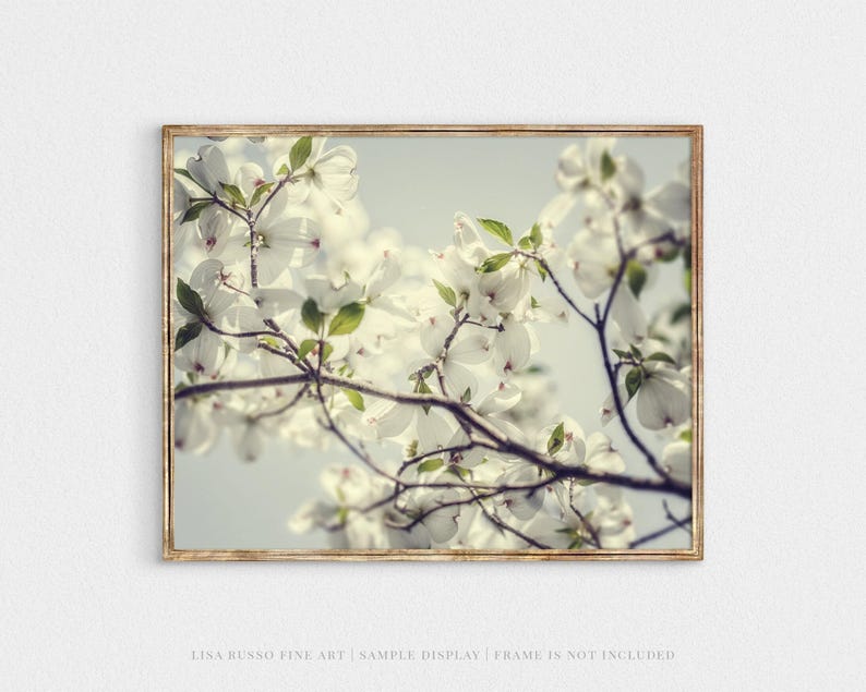 Dogwood Blossom Print: Soft Spring Floral Photography image 4