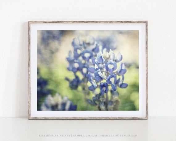 Texas Bluebonnet Print: Painterly Floral Photography Wall Art