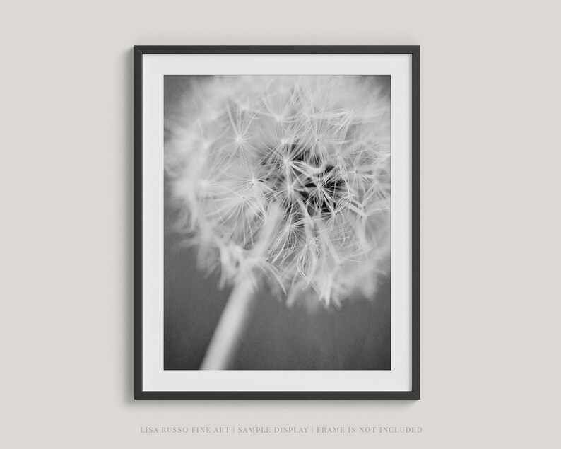 Dandelion Black and White Print Modern Minimalist Home Decor Gift for Her or Baby Neutral Floral Wall Art image 3