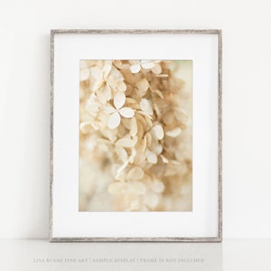 Neutral Beige Flower Print Shabby Chic Ivory Hydrangea Wall Decor Bedroom Bathroom Nursery Floral Photography image 1