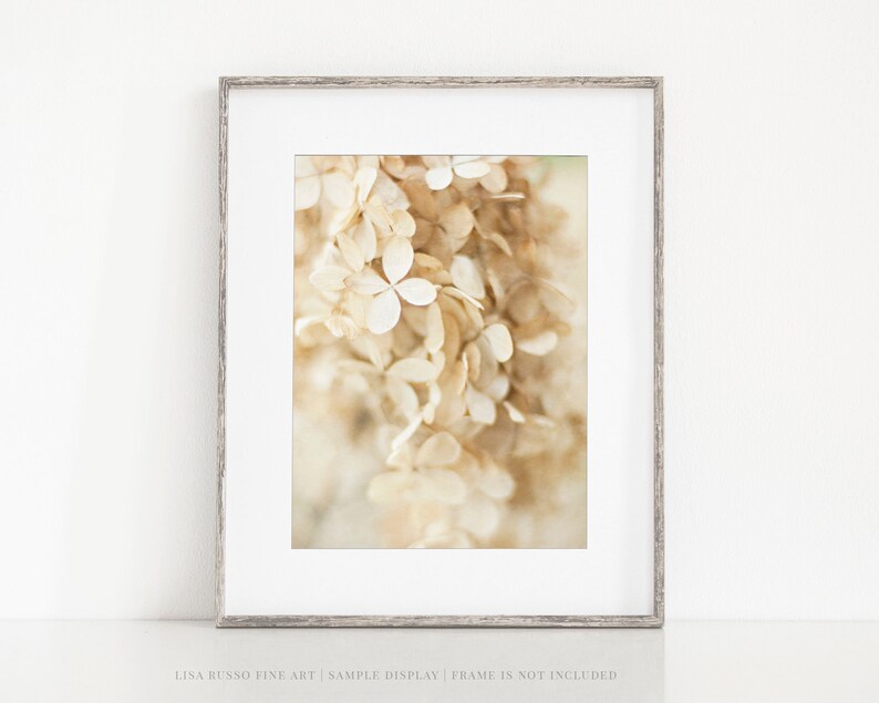 Neutral Beige Flower Print Shabby Chic Ivory Hydrangea Wall Decor Bedroom Bathroom Nursery Floral Photography image 1