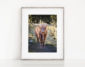 Nursery Wall Art - Cute Animal Photo Print or Canvas - Scottish Highland Cow Photograph - Farmhouse Nursery - Animal Nursery Wall Art