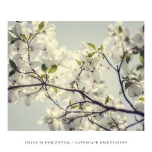 Dogwood Blossom Print: Soft Spring Floral Photography image 6