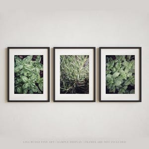 Herb Garden Print Set of 3 Unframed Photography Prints, Kitchen Wall Art Basil Rosemary Mint, Botanical Decor, Kitchen Hostess Gift Her image 1