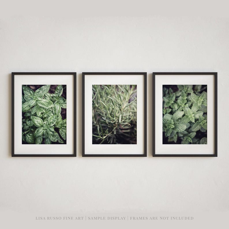 Herb Garden Print Set of 3 Unframed Photography Prints, Kitchen Wall Art Basil Rosemary Mint, Botanical Decor, Kitchen Hostess Gift Her image 1