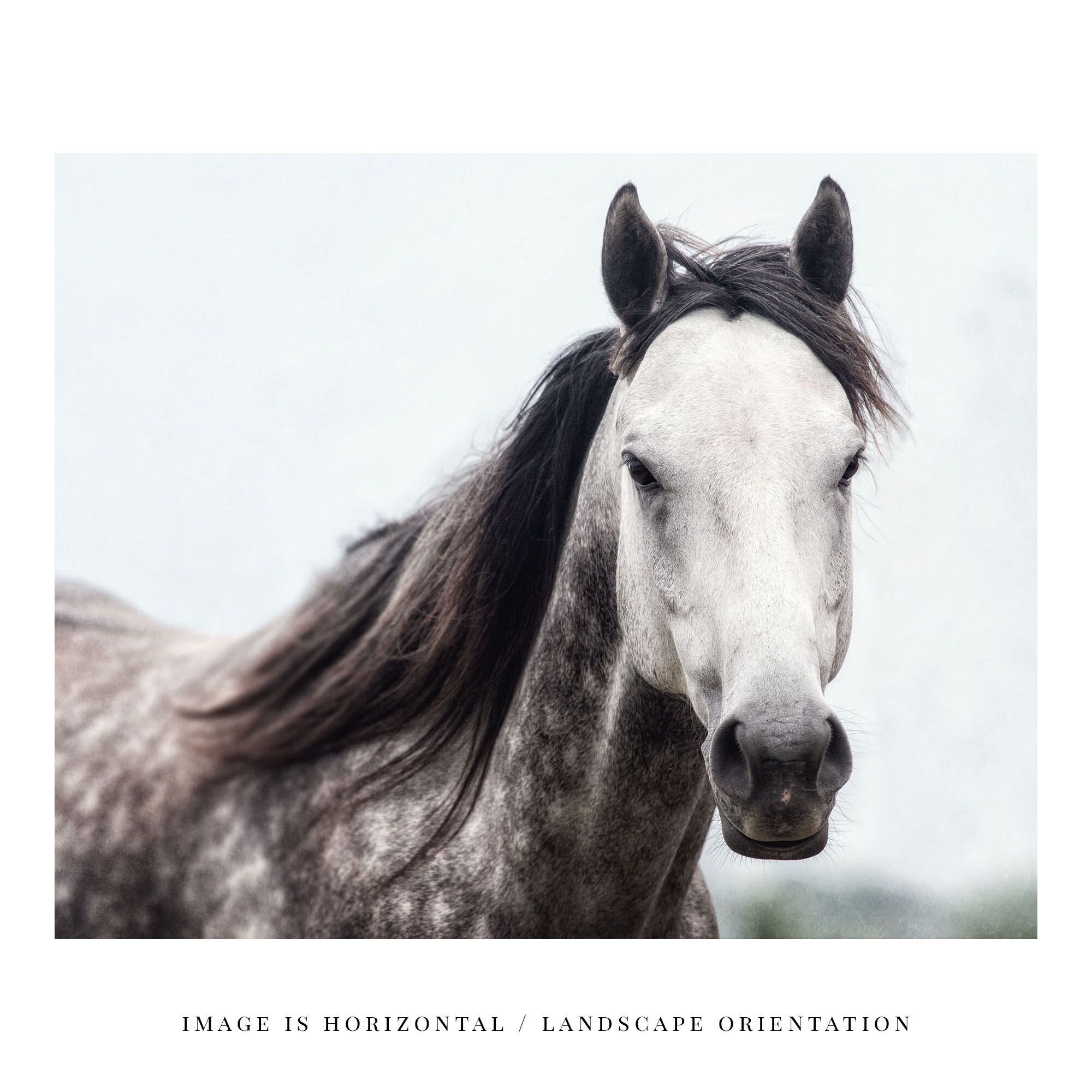 Grey Horse Wall Art Decor. Country Farmhouse Animal Art Etsy