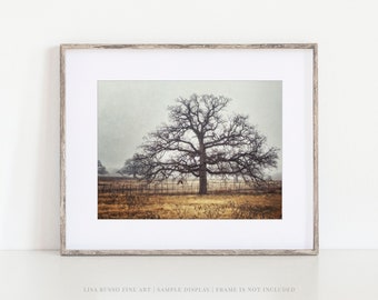 Golden Oak Tree in Fall Texas Landscape Photography - Farmhouse Wall Decor - Texas Living Room Wall Art