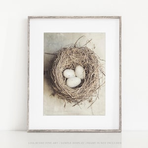 May include: A framed print featuring a bird's nest with three speckled eggs. The nest is made of twigs and is centered in the frame. The print has a neutral color palette, with a soft, vintage aesthetic. The frame is a light gray color.