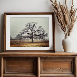 Rustic Oak Tree Photography Print (Texas Landscape, Vintage Style)