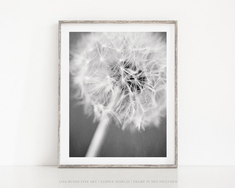 Dandelion Black and White Print Modern Minimalist Home Decor Gift for Her or Baby Neutral Floral Wall Art image 4