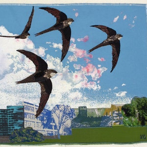 Returning Swifts, Print on paper, 12 x 10.5 inches image 1