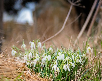 Snowdrop birthday, wedding, greetings cards | photography | Emma Solomon Photography