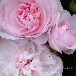 Belles roses roses | Carte d’anniversaire de vœux | Photographie de fleurs | Emma Solomon Photographie