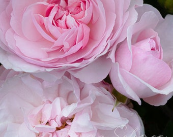 Beautiful pink roses | Greetings  Birthday Card | Flower Photography | Emma Solomon Photography