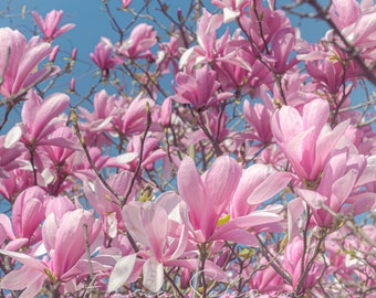 Pretty pink Magnolia birthday and wedding greetings cards | photography | Emma Solomon Photography