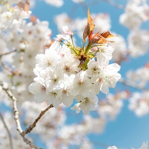 Céu consideravelmente azul e cartões brancos de aniversário e de casamento da flor de cerejeira | fotografia | Emma Salomão Fotografia