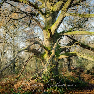 Anniversaire de Queen Beech Woodland, mariage, cartes de vœux | | de photographie Emma Solomon Photographie
