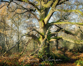 Queen Beech Woodland birthday, wedding, greetings cards | photography | Emma Solomon Photography