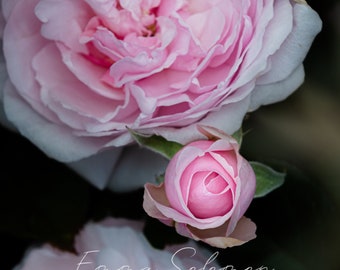 Pretty pink rose birthday and wedding greetings cards | photography | Emma Solomon Photography