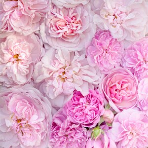 Belles roses boquet roses | Carte d’anniversaire de vœux | Photographie de fleurs | Emma Solomon Photographie