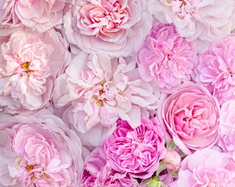 Beautiful pink boquet roses | Greetings  Birthday Card | Flower Photograph | Emma Solomon Photography