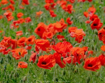 Red poppy field birthday, wedding, Remembrance Day Lest We Forget greetings cards | photography | Emma Solomon Photography