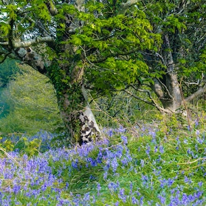 British Bluebell Woods verjaardag, bruiloft, Remembrance Day Lest We Forget wenskaarten | fotografie | Emma Solomon Fotografie