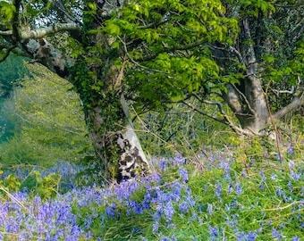 British Bluebell Woods birthday, wedding, Remembrance Day Lest We Forget greetings cards | photography | Emma Solomon Photography