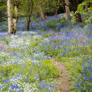Bluebell Pathway, Morpeth Northumberland | verjaardag, bruiloft, | wenskaarten | fotografie | Emma Solomon-fotografie