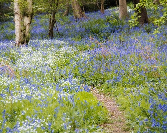 Bluebell Pathway,Morpeth Northumberland | birthday, wedding, | greetings cards | photography | Emma Solomon Photography