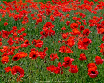 Red poppy field birthday, wedding, Remembrance Day Lest We Forget greetings cards | photography | Emma Solomon Photography