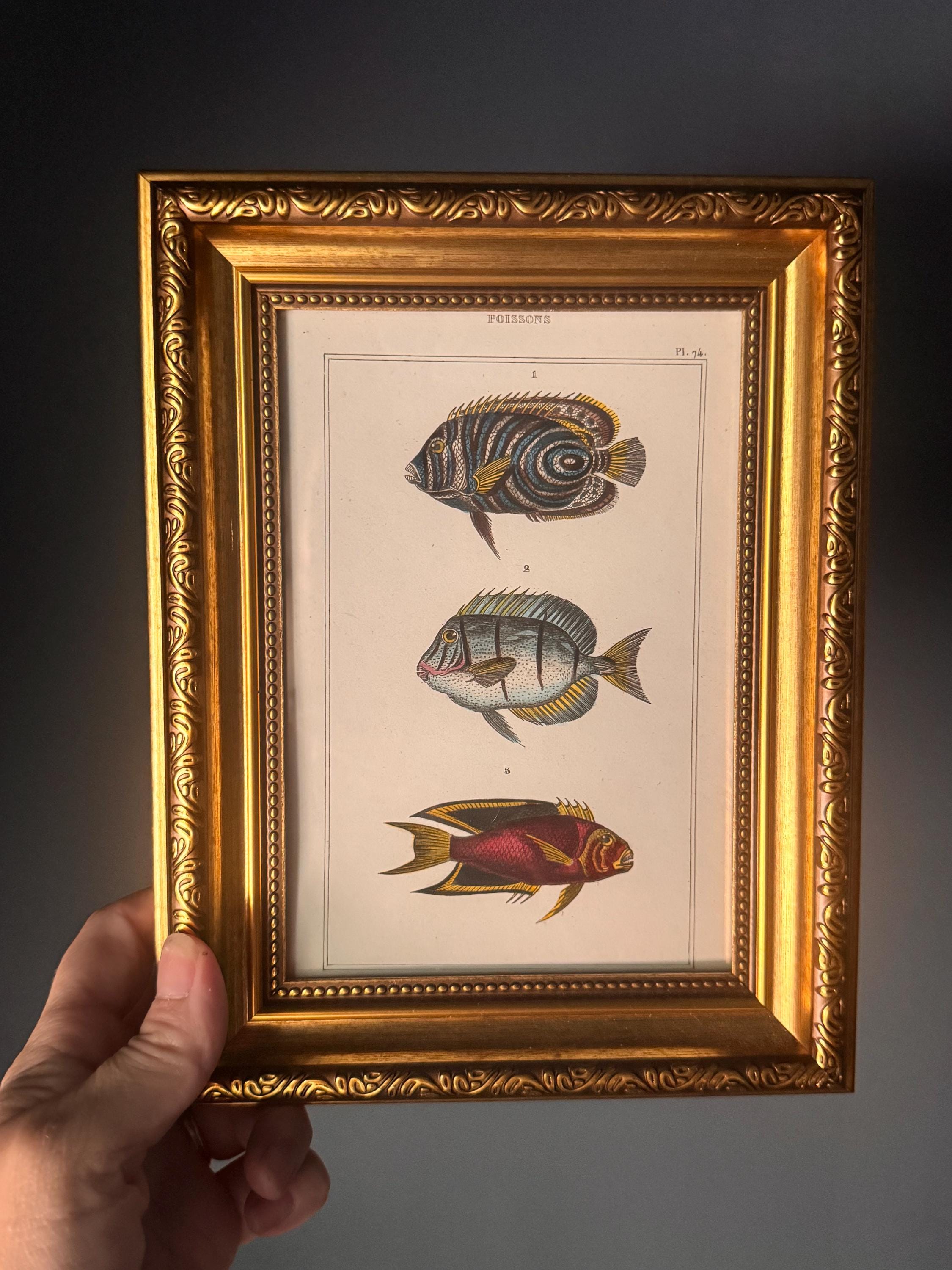Antique Natural History Plates - Etsy
