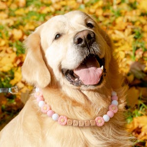 Può includere: Un Golden Retriever sorridente indossa una collana di perline rosa, bianche e a forma di margherita. La collana dice "DAISY" con perline di lettere di legno. Il cane è su uno sfondo di foglie autunnali.