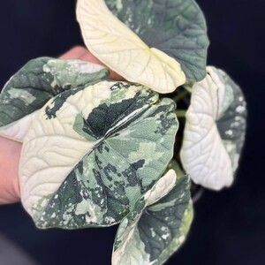 Maharani albo - Etsy 日本