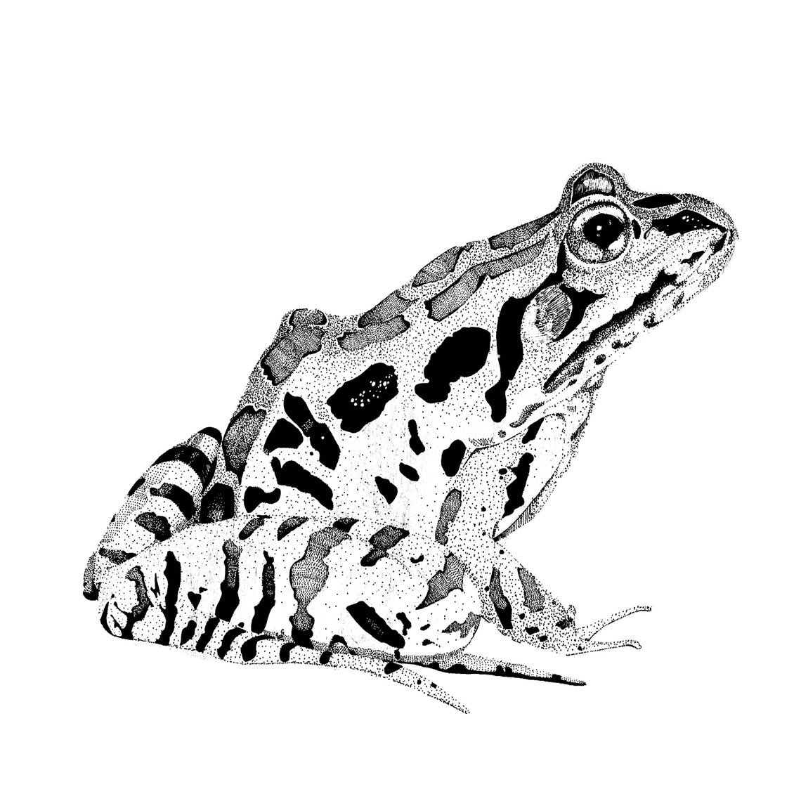 Illinois Chorus Frog Print Etsy