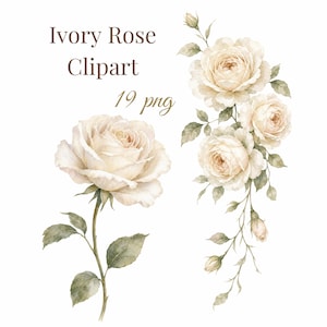 Puede incluir: Ivory Rose Clipart 19 png. Una ilustración en acuarela que presenta una rosa de color marfil con tallo y hojas, junto a un arreglo vertical de tres rosas de color marfil con capullos y follaje verde sobre un fondo blanco liso.