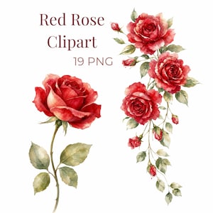 Può includere: Un set grafico digitale intitolato Red Rose Clipart 19 PNG che presenta una singola rosa rossa ad acquerello con foglie verdi su uno stelo e una composizione separata a cascata di tre rose rosse in fiore con boccioli e fogliame.