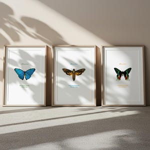 May include: Three framed butterfly prints. The first shows a blue butterfly, the second a moth with brown and yellow wings, and the third a green and red butterfly. Each print has text at the top and bottom.