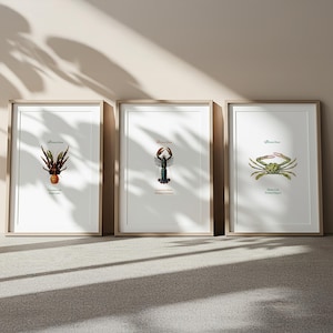 Crustacean Art Print Set – Coconut Crab, Common Lobster & Flower Crab – Archive Edition, Vintage Natural History Art (Unframed) Wall Art