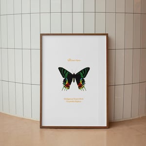 Madagascan Sunset Moth Art Print Vintage Illustration – Archive Edition | Natural History Lithograph (Unframed) Nature Botanical Wall Art