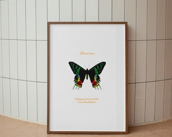 Madagascan Sunset Moth Art Print Vintage Illustration – Archive Edition | Natural History Lithograph (Unframed) Nature Botanical Wall Art