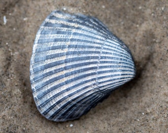 Blue Seashell 2