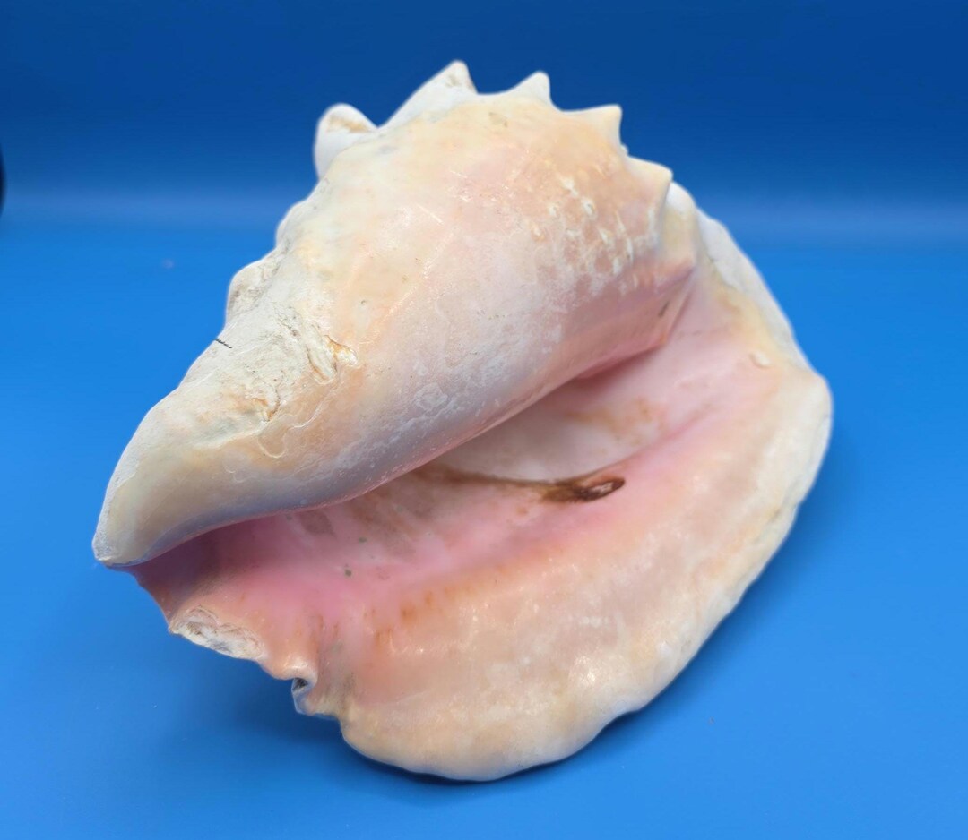 Large Pink Conch Shell – 9.5