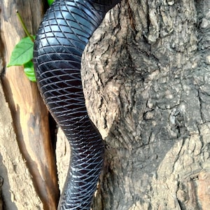 May include: A black, carved wooden snake sculpture with a detailed scale pattern. The snake is positioned against a textured tree trunk, creating a contrast between the smooth, glossy finish of the sculpture and the rough bark. The sculpture is approximately 76 cm in length.