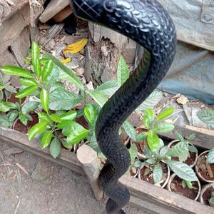 Peut inclure: Sculpture de serpent en bois noir sculpté, avec une tête détaillée et un corps texturé. Le serpent est posé dans une position incurvée et verticale, semblant se lever. La sculpture est placée sur un fond de verdure et d'éléments en bois.