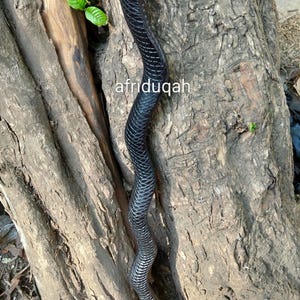 Puede incluir: Una taza de cerámica blanca con un asa negra y el texto "But First, Coffee" en negro, con una fuente de estilo manuscrito. La taza está sobre una superficie blanca.