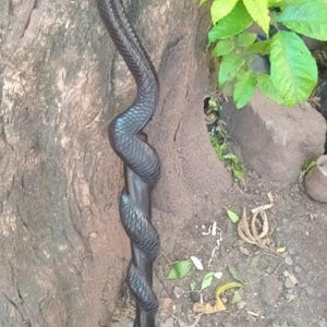 May include: A dark, carved wooden walking stick with a snake design. The snake winds around the staff, with its head at the top. The stick is approximately 100 cm tall.