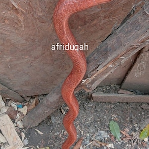 Bengala de caminhada original africana em madeira de píton, unissex, esculpida à mão, bengala de pau-rosa.